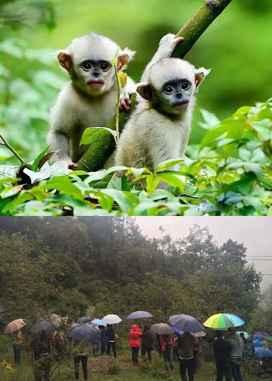 太陽能智慧路燈，太陽能智慧路燈廠家，太陽能智慧路燈價格